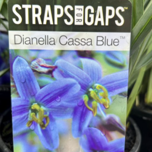 DIANELLA 'Cassa Blue' (DBB03)