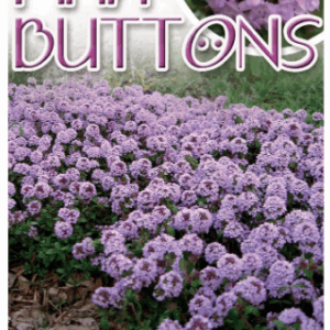 THYMUS 'Pink Buttons'