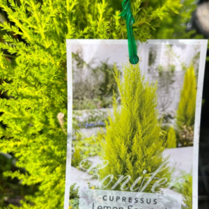 CUPRESSUS macrocarpa 'Lemon Scent'