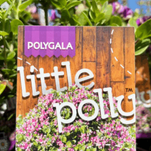 POLYGALA 'Little Polly'