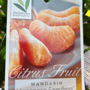 CITRUS Mandarin 'Japanese Seedless'