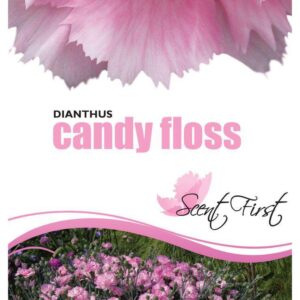 DIANTHUS 'Candy Floss'