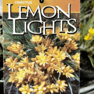 CONOSTYLIS setigera 'Lemon Lights'