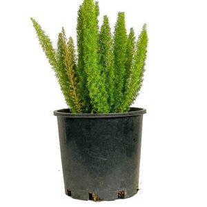 ASPARAGUS densiflorus 'Meyerii'