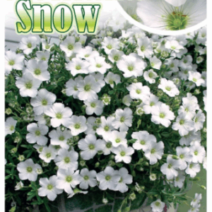 ARENARIA 'Montana Snow'