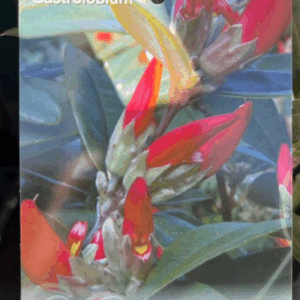GASTROLOBIUM celsianum (Swan River Pea)