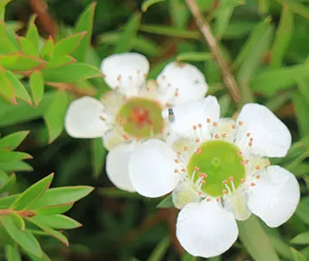 Leptospermum 'White Wave'