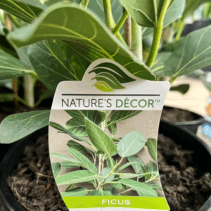 FICUS benghalensis 'Audrey'