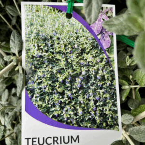 TEUCRIUM fruticans