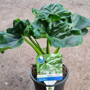 PHILODENDRON selloum 'Super Atom'