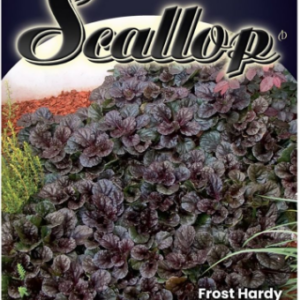 AJUGA 'Black Scallop'