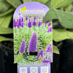 ECHIUM candicans 'Pride of Madeira'