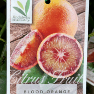 CITRUS Orange 'Blood'