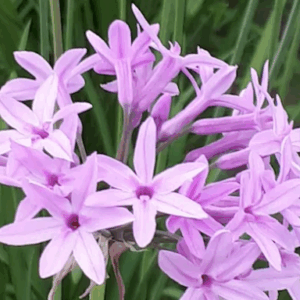 TULBAGHIA violacea Dwarf Pink