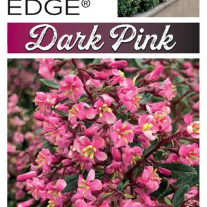 ESCALLONIA 'Dark Pink HEDGE WITH AN EDGE'