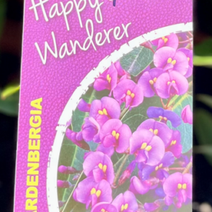 HARDENBERGIA violacea 'Happy Wanderer'