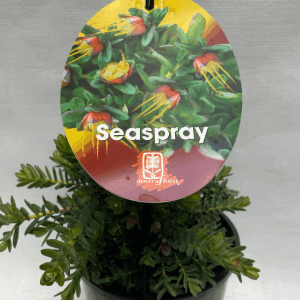 DARWINIA citriodora 'Seaspray'