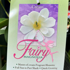MAGNOLIA ‘Fairy Cream’