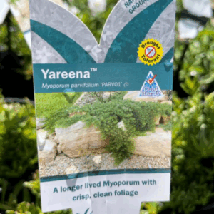 MYOPORUM parvifolium 'Yareena' ‘PARV01’ PBR