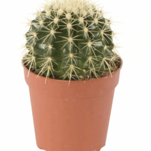 ECHINOCACTUS Grusonii