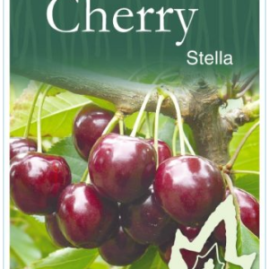 CHERRY 'Stella' 2026 B/R