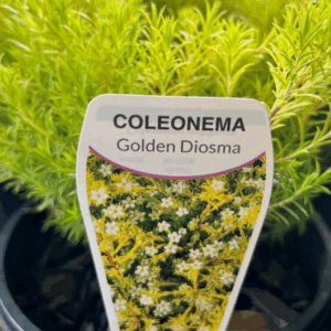 COLEONEMA aureum (Golden Diosma)