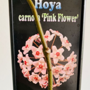 HOYA 'Carnosa Pink'