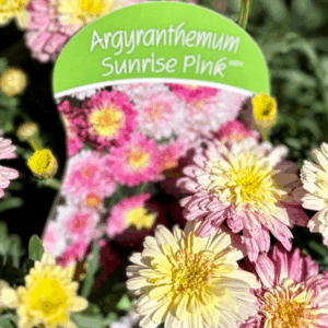 ARGYRANTHEMUM Varieties