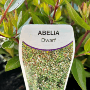 ABELIA grandiflora Nana (Dwarf)