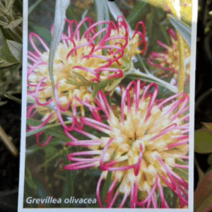 GREVILLEA olivacea 'Two Tone'