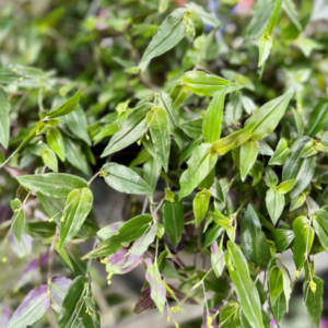 GIBASIS geniculata 'Tahitian Bridal Veil'