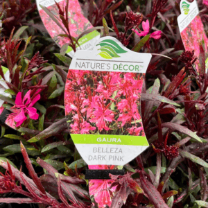 GAURA lindheimeri 'Belleza Dark Pink'