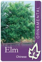 ULMUS parvifolia 'Chinese Elm'