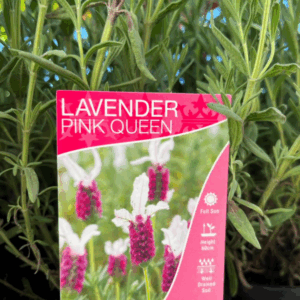 LAVENDER 'Pink Queen'