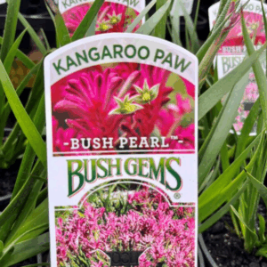 ANIGOZANTHOS 'Bush Pearl' (Kangaroo Paw)
