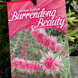 HAKEA ‘Burrendong Beauty’