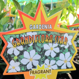 GARDENIA grandiflora 'Star'
