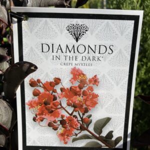 LAGERSTROEMIA indica 'Diamonds in The Dark - Crimson Red'
