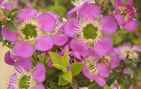 Leptospermum ‘Rhiannon’