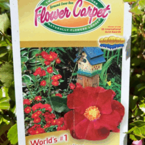 ROSES Flower Carpet Varieties (POTTED)