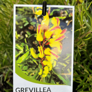 GREVILLEA 'Goldrush'