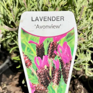 LAVENDER stoechas 'Avonview'