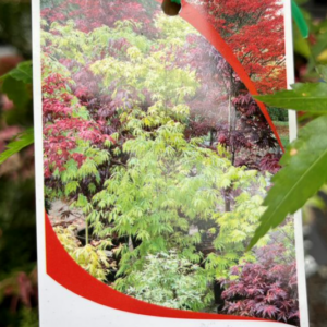 ACER palmatum 'Japanese Maple'