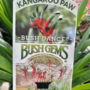 ANIGOZANTHOS 'Bush Dance’ (Kangaroo Paw)