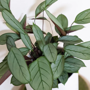 CTENANTHE setosa 'Grey Star'
