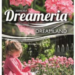 ARMERIA Dreameria 'Dreamland'