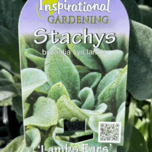 STACHYS lanata 'Lambs Ears'