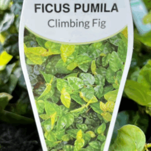 FICUS pumila (Climbing/Creeping Fig)