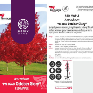 Acer rubrum  'PNI 0268' October Glory®