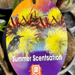 EUCALYPTUS 'Summer Sensation'
